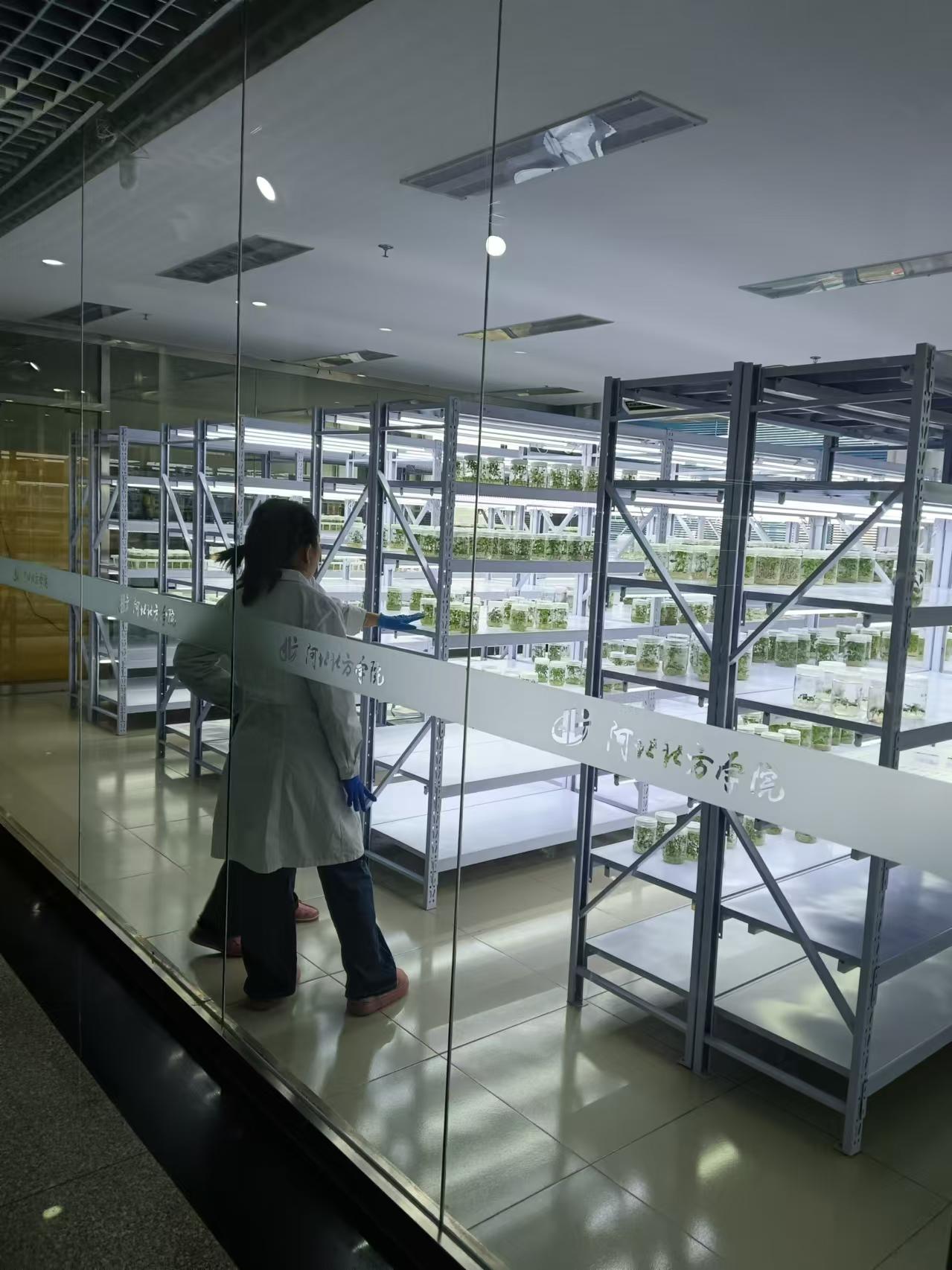 湖北植物组培室设计的基本布局有哪些？