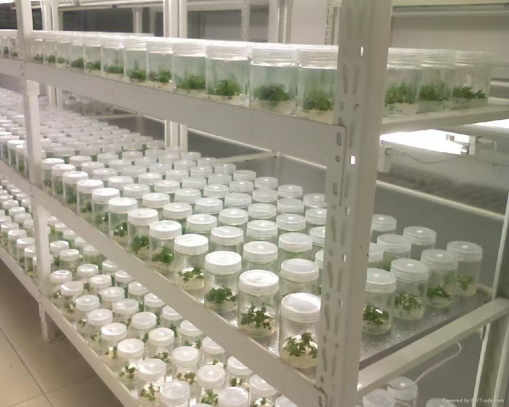 湖北组培实验室应该如何布局